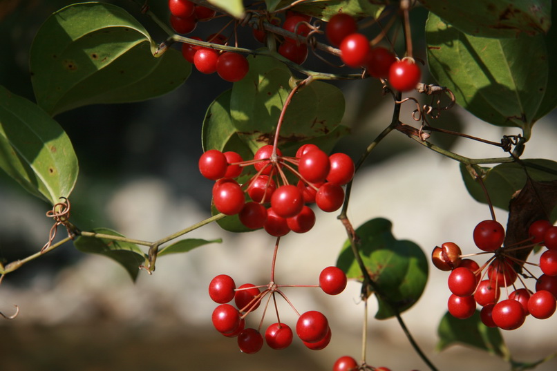 天台驴友俱乐部一周年重走九龙潭