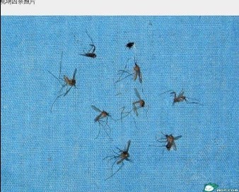 惨案，9名空姐裸死在屋内，其中一人还遭截肢！(有图为证）