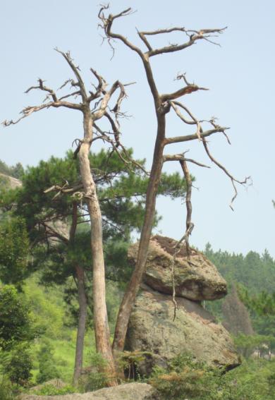 如此天台美景；还有几人能识！