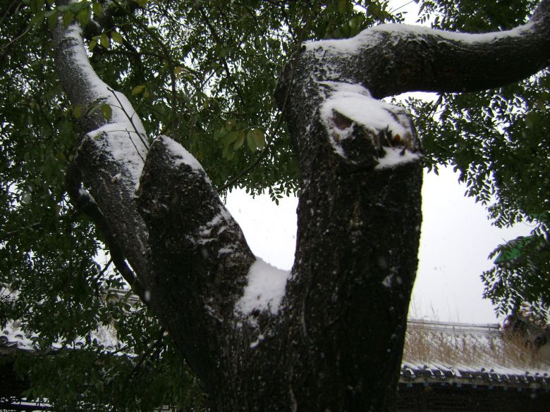 北方的雪景