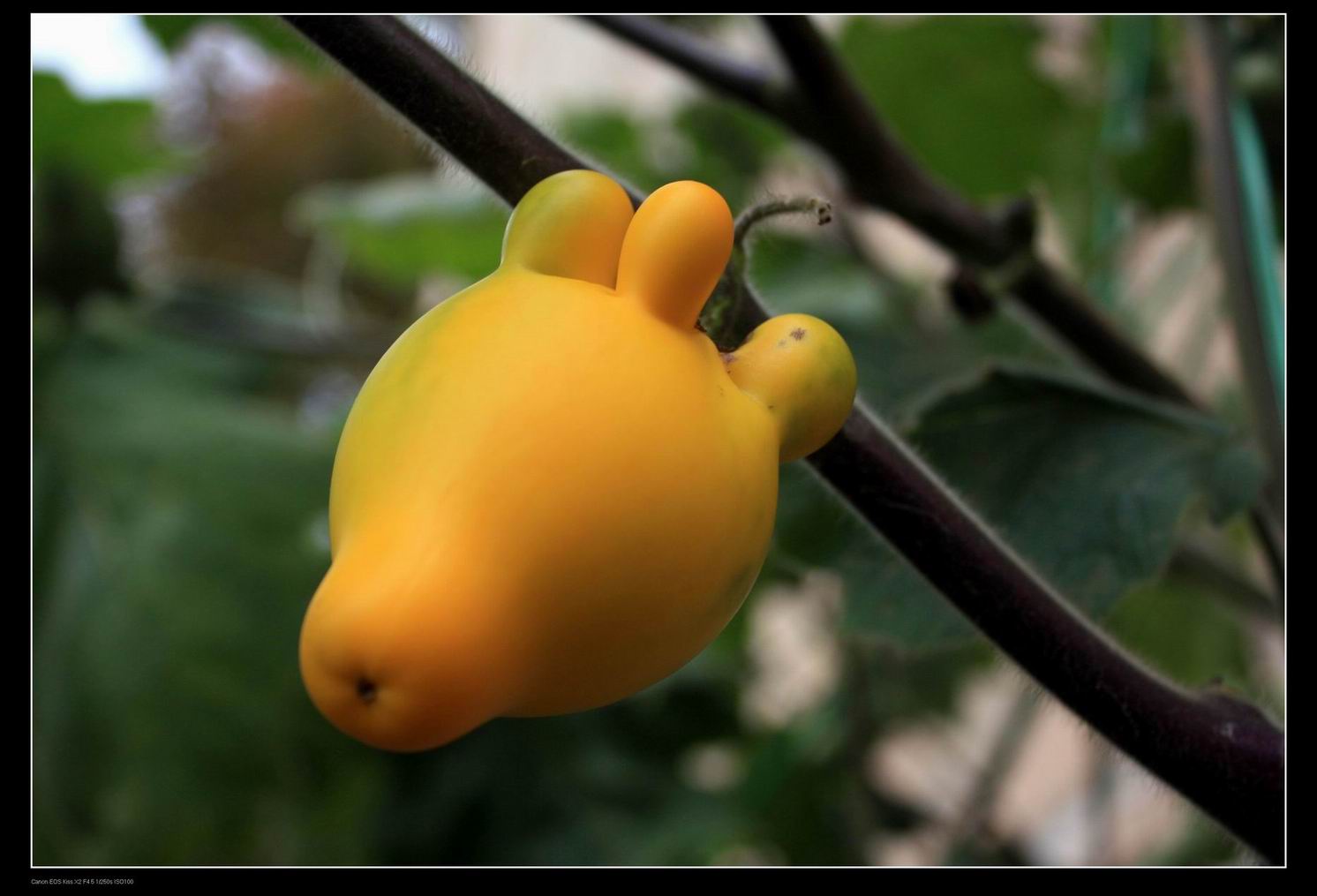 20091114天台北山十门坑驴行一组16P