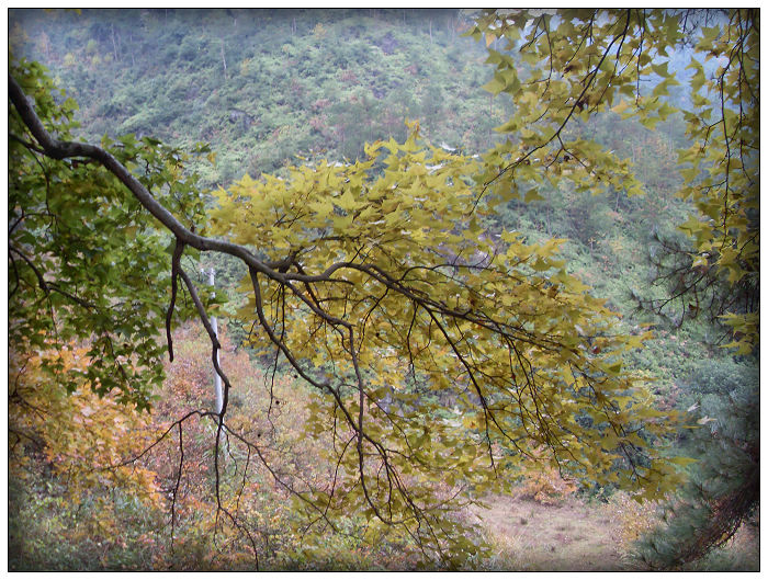 天台驴友俱乐部之---片片枫叶情