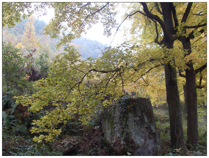 天台驴友俱乐部之---片片枫叶情