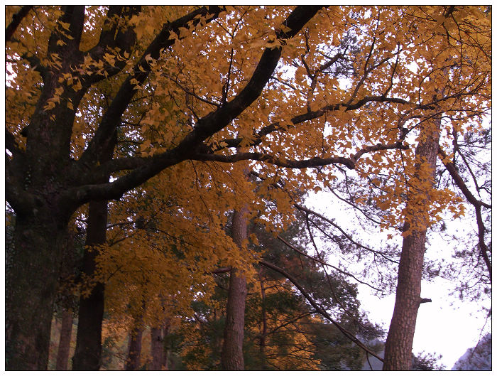 天台驴友俱乐部之---片片枫叶情