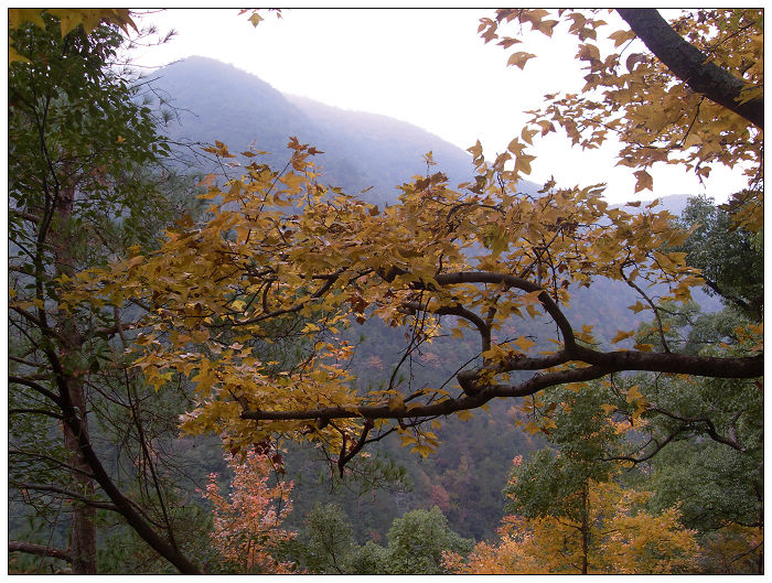 天台驴友俱乐部之---片片枫叶情