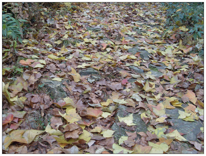 天台驴友俱乐部之---片片枫叶情