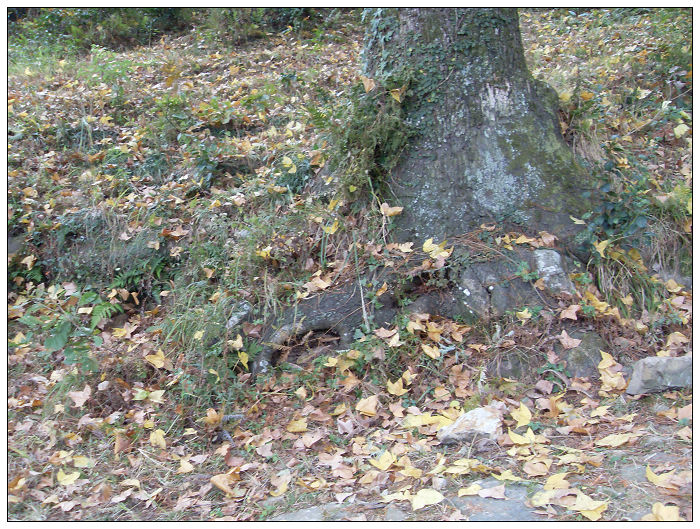 天台驴友俱乐部之---片片枫叶情