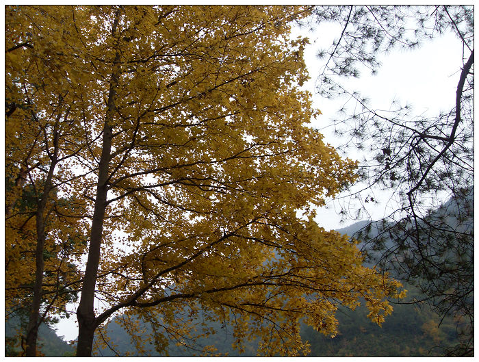 天台驴友俱乐部之---片片枫叶情