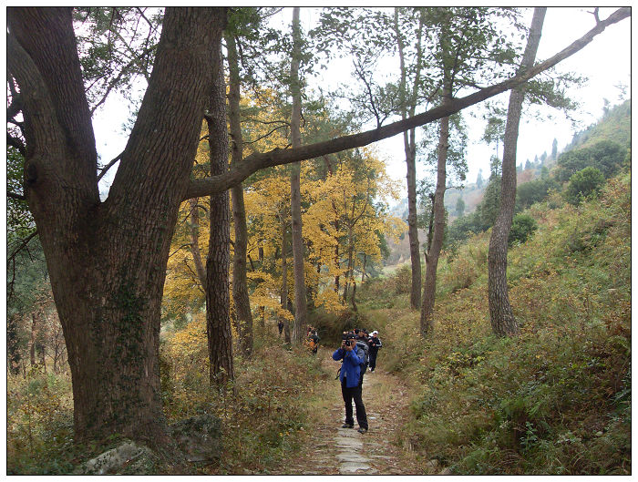 天台驴友俱乐部之---片片枫叶情