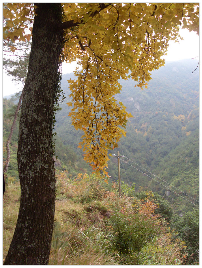 天台驴友俱乐部之---片片枫叶情