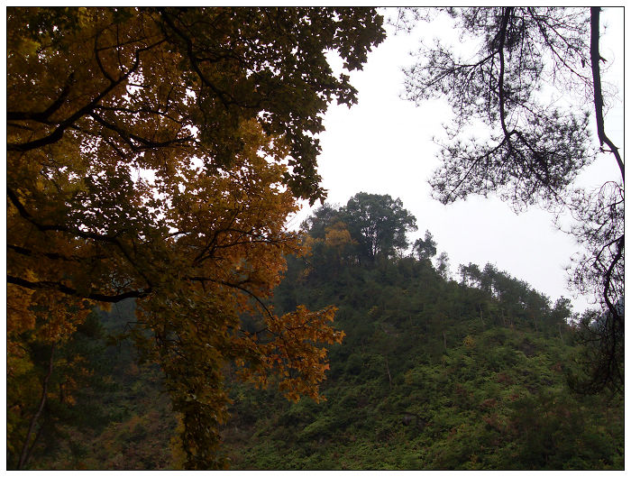 天台驴友俱乐部之---片片枫叶情