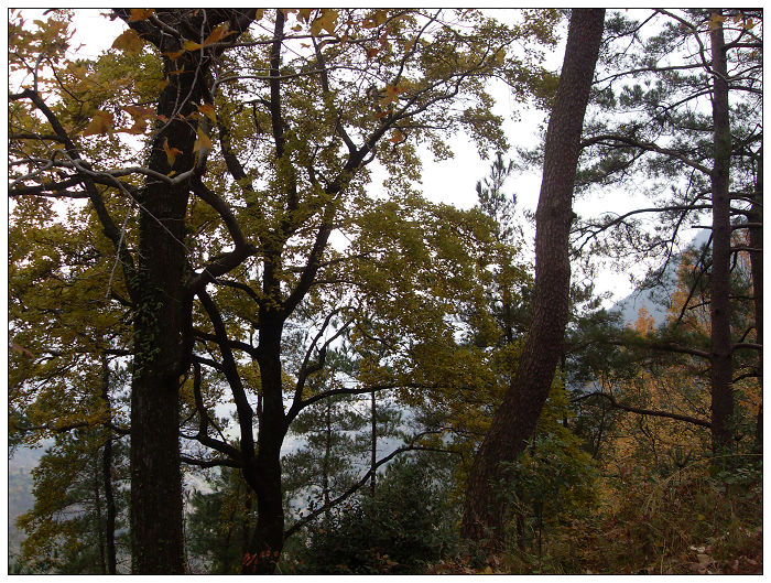 天台驴友俱乐部之---片片枫叶情