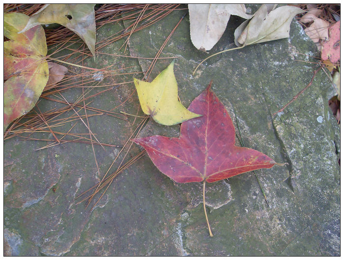 天台驴友俱乐部之---片片枫叶情