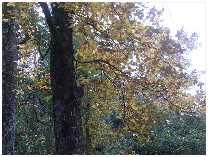 天台驴友俱乐部之---片片枫叶情