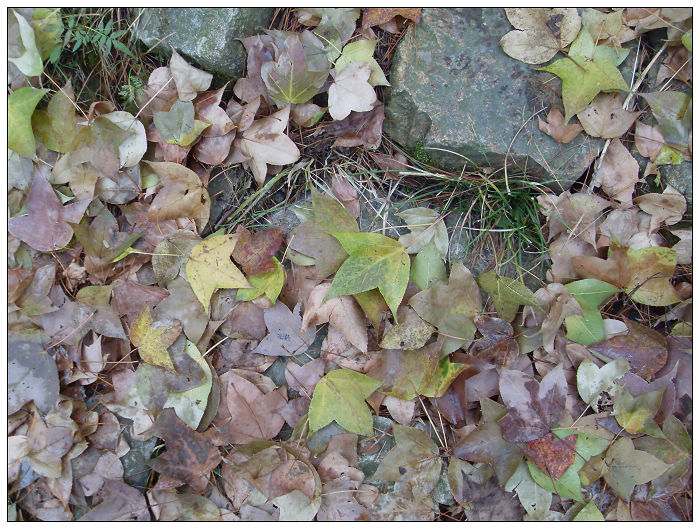 天台驴友俱乐部之---片片枫叶情