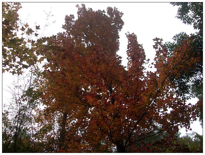 天台驴友俱乐部之---片片枫叶情