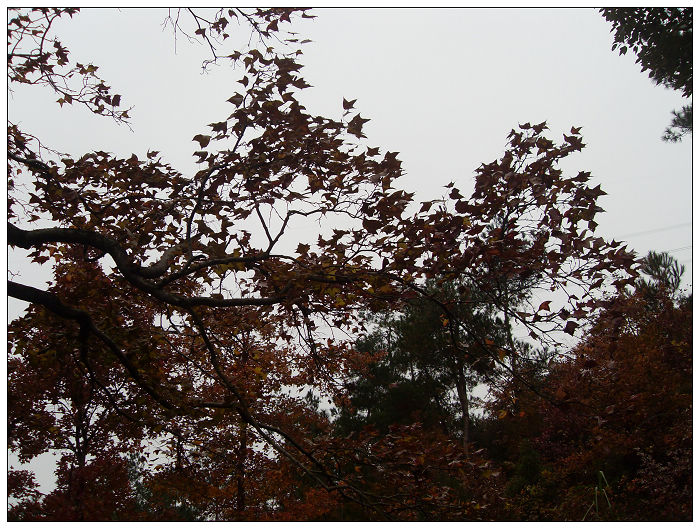 天台驴友俱乐部之---片片枫叶情