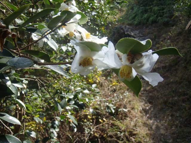 10.31龙溪岩坦至仙居里岙山地骑行pp
