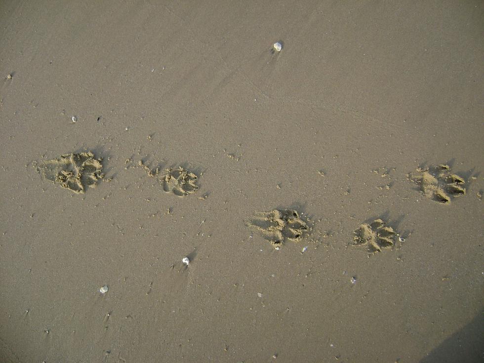 [原创]FB——边行边摄“蓝天、碧海、金沙滩”之——日照归来！