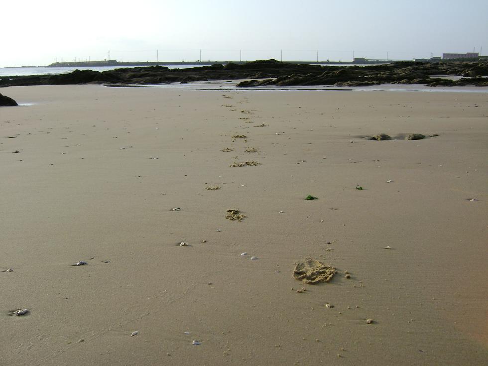 [原创]FB——边行边摄“蓝天、碧海、金沙滩”之——日照归来！