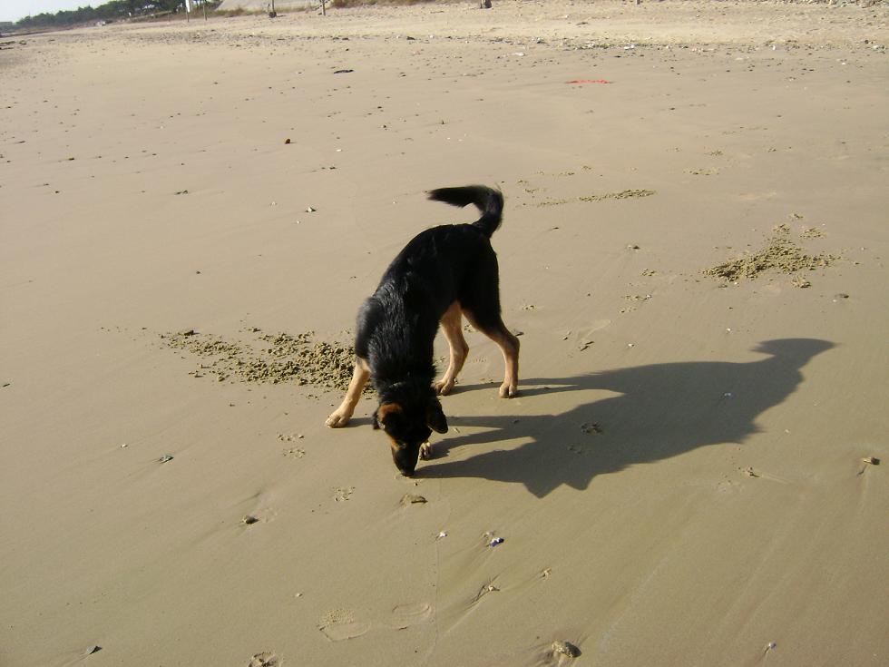 [原创]FB——边行边摄“蓝天、碧海、金沙滩”之——日照归来！
