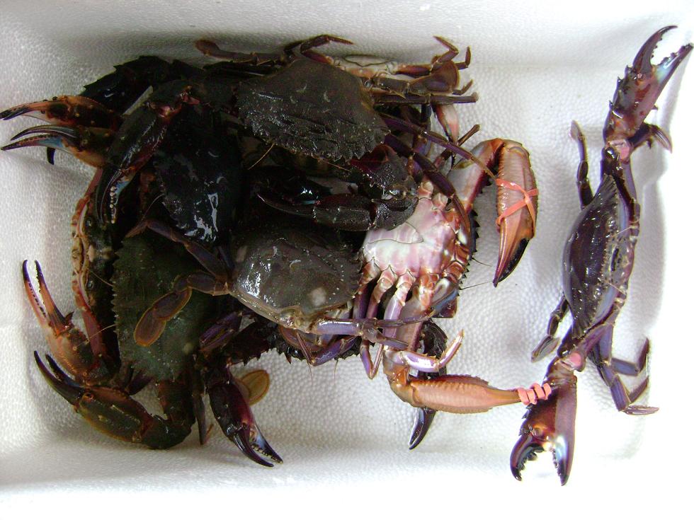 [原创]FB——边行边摄“蓝天、碧海、金沙滩”之——日照归来！