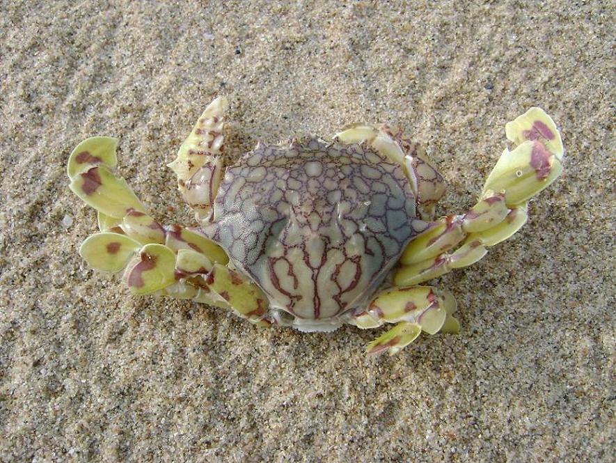 [原创]FB——边行边摄“蓝天、碧海、金沙滩”之——日照归来！