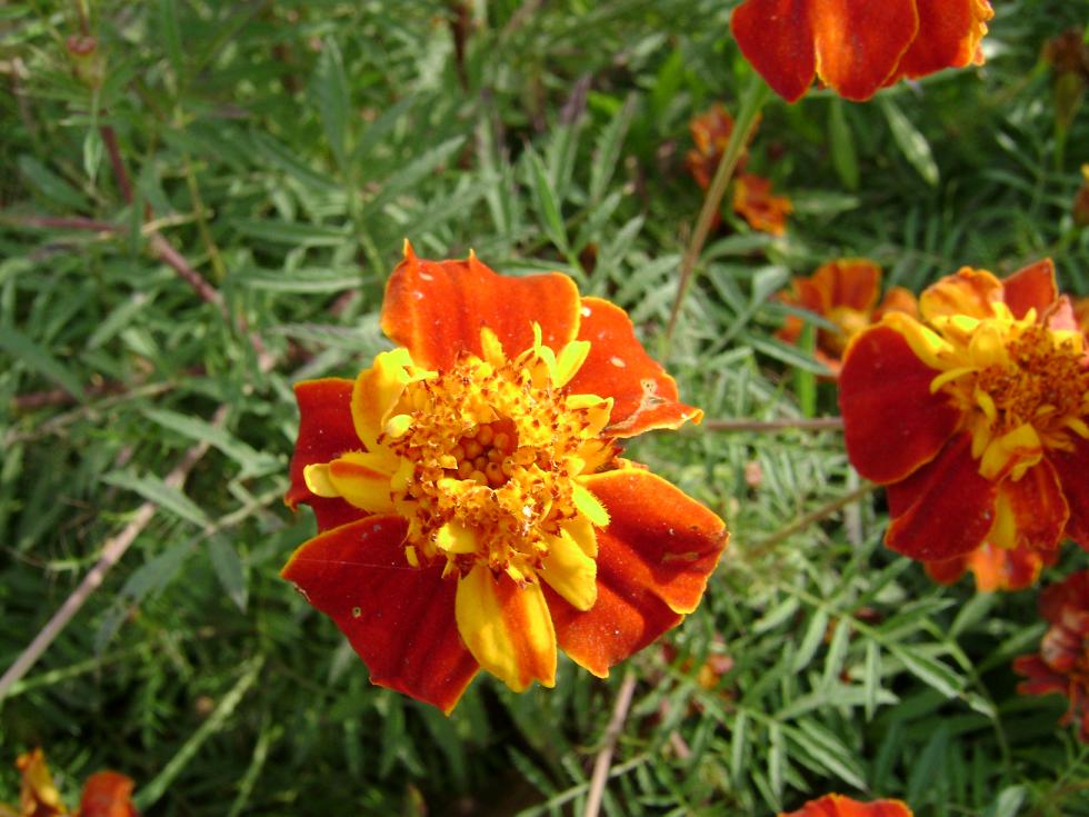 [原创]FB——边行边摄“蓝天、碧海、金沙滩”之——日照归来！