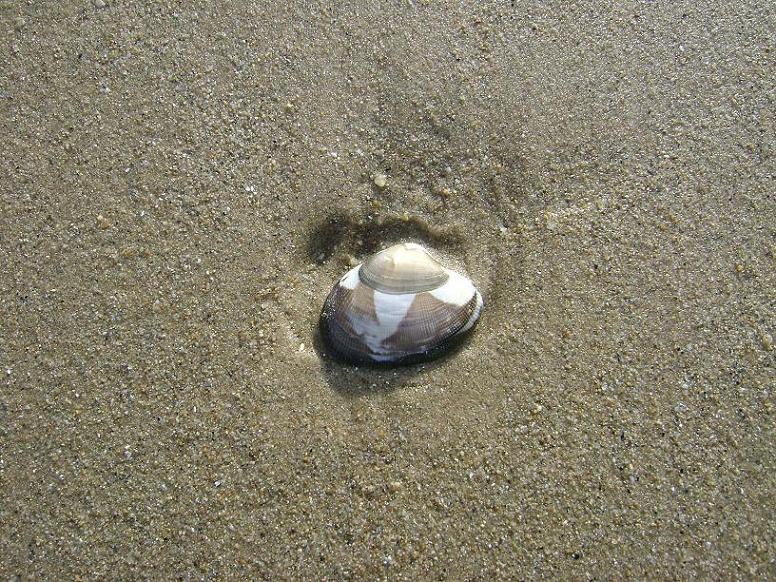 [原创]FB——10月31-11月2号，边行边摄“蓝天、碧海、金沙滩”之——日照归来！