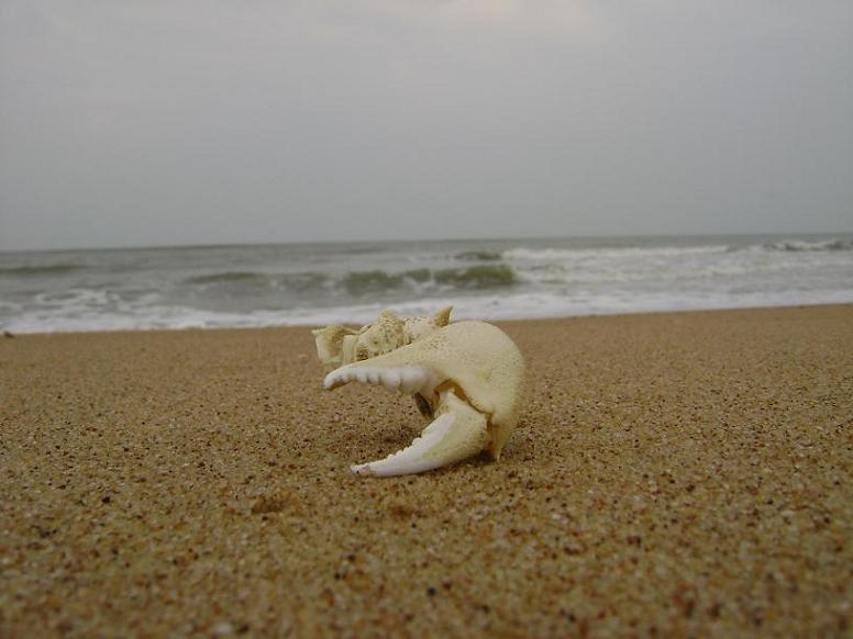 [原创]FB——10月31-11月2号，边行边摄“蓝天、碧海、金沙滩”之——日照归来！