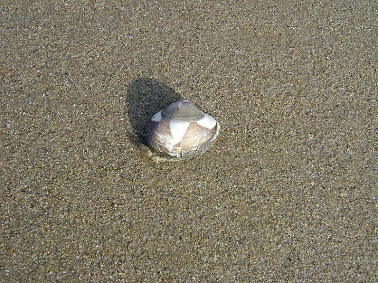 [原创]FB——10月31-11月2号，边行边摄“蓝天、碧海、金沙滩”之——日照归来！