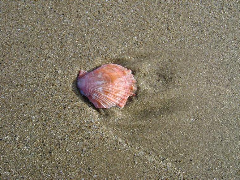 [原创]FB——10月31-11月2号，边行边摄“蓝天、碧海、金沙滩”之——日照归来！