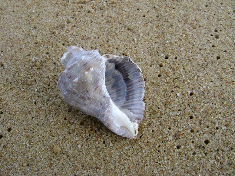 [原创]FB——10月31-11月2号，边行边摄“蓝天、碧海、金沙滩”之——日照归来！