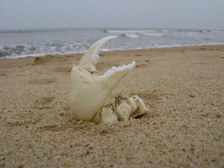 [原创]FB——10月31-11月2号，边行边摄“蓝天、碧海、金沙滩”之——日照归来！