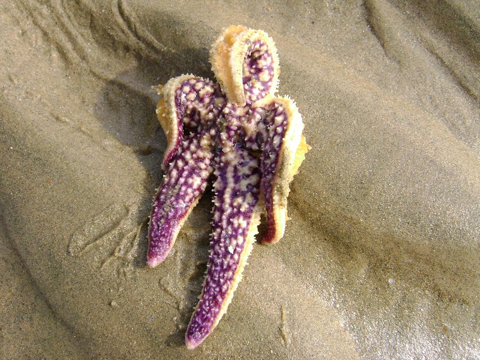 [原创]FB——10月31-11月2号，边行边摄“蓝天、碧海、金沙滩”之——日照归来！