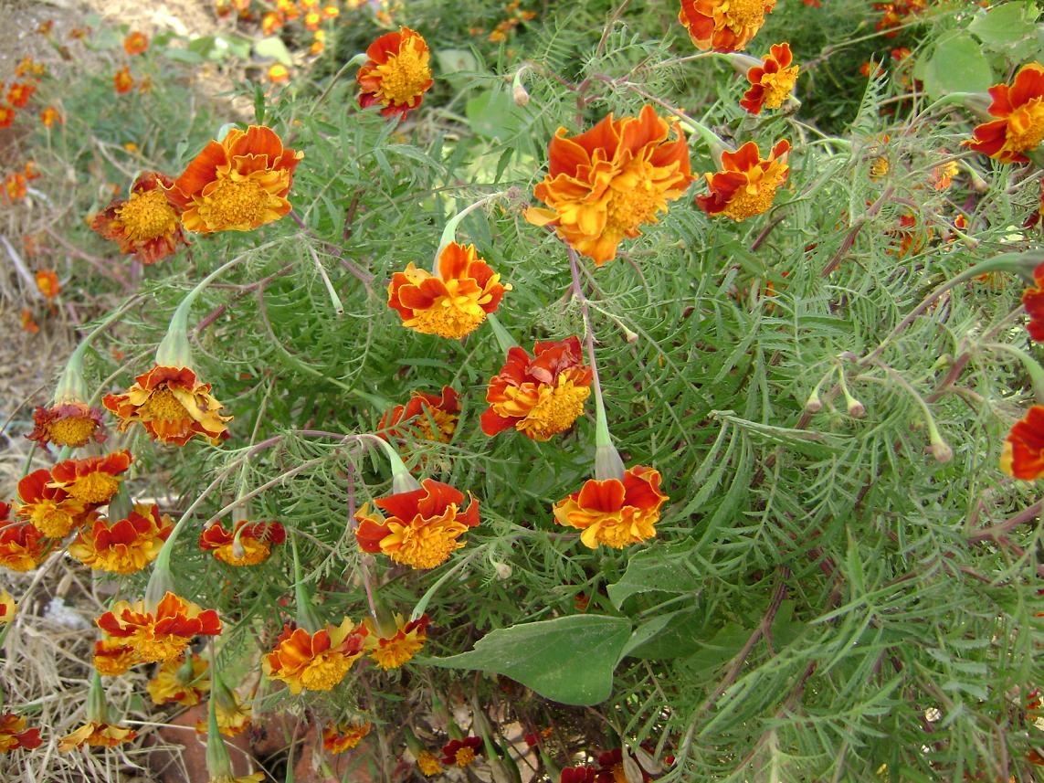 [原创]FB——10月31-11月2号，边行边摄“蓝天、碧海、金沙滩”之——日照归来！