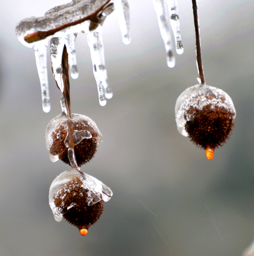 去年抗雪灾的照片