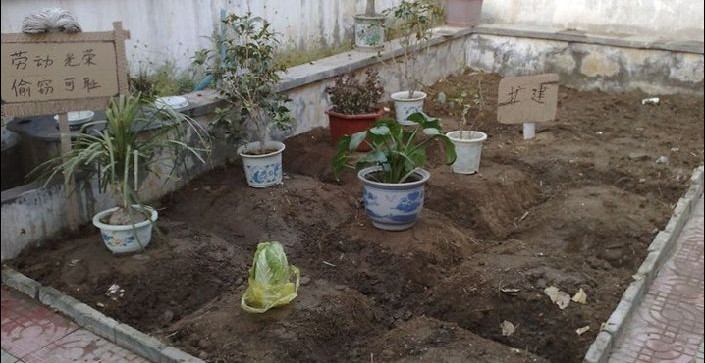 我的农场，免费看大家看下。。