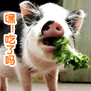 我喜欢使用日货的理由