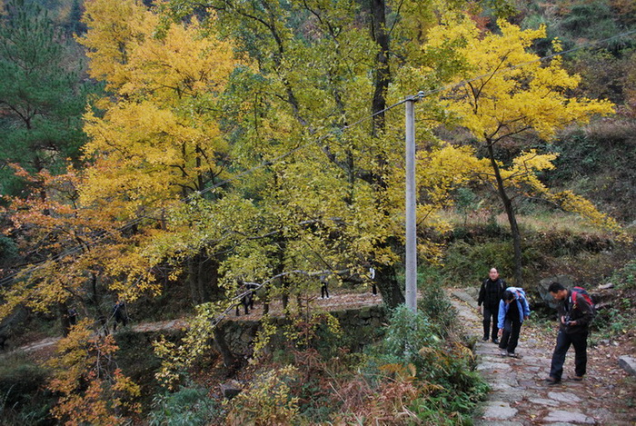 天台驴友俱乐部之---片片枫叶情