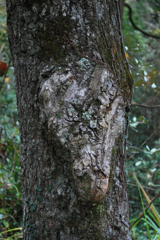 天台驴友俱乐部之---片片枫叶情