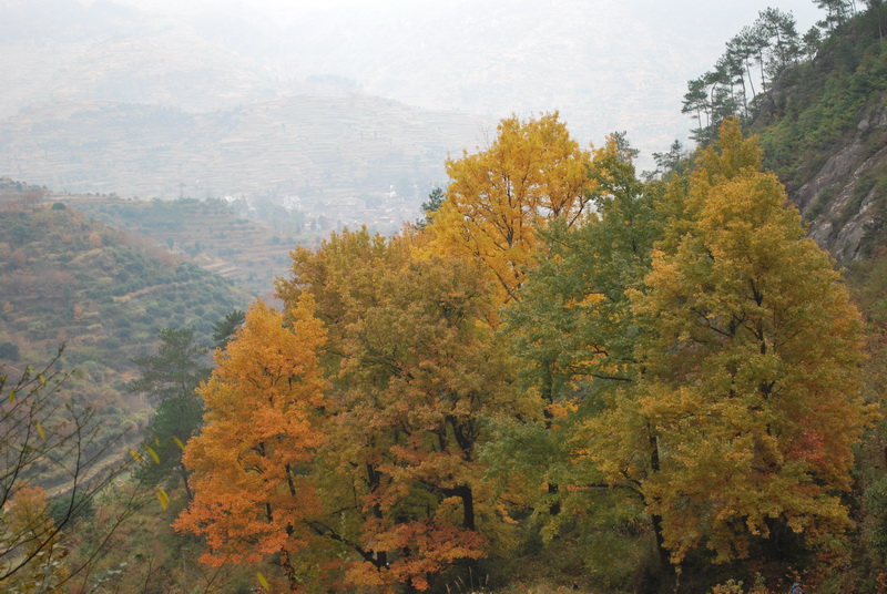 天台驴友俱乐部之---片片枫叶情