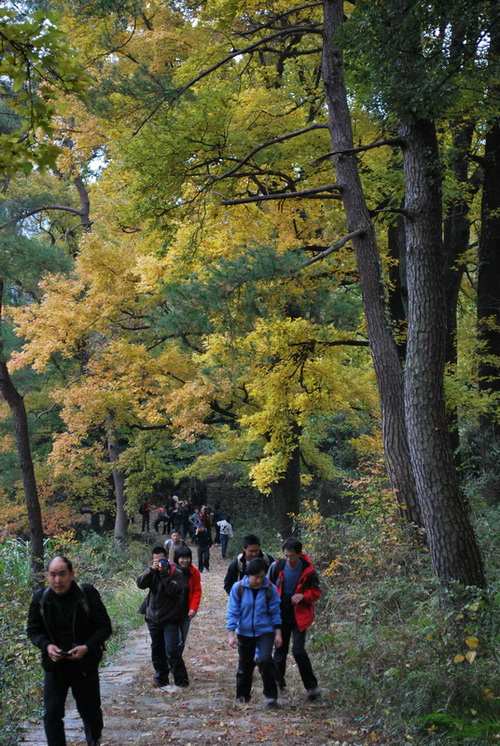 天台驴友俱乐部之---片片枫叶情
