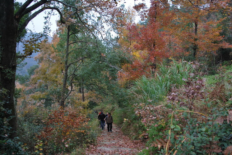 天台驴友俱乐部之---片片枫叶情