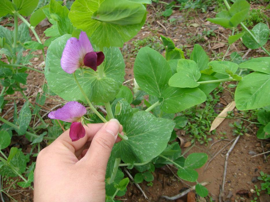 拜菩萨2