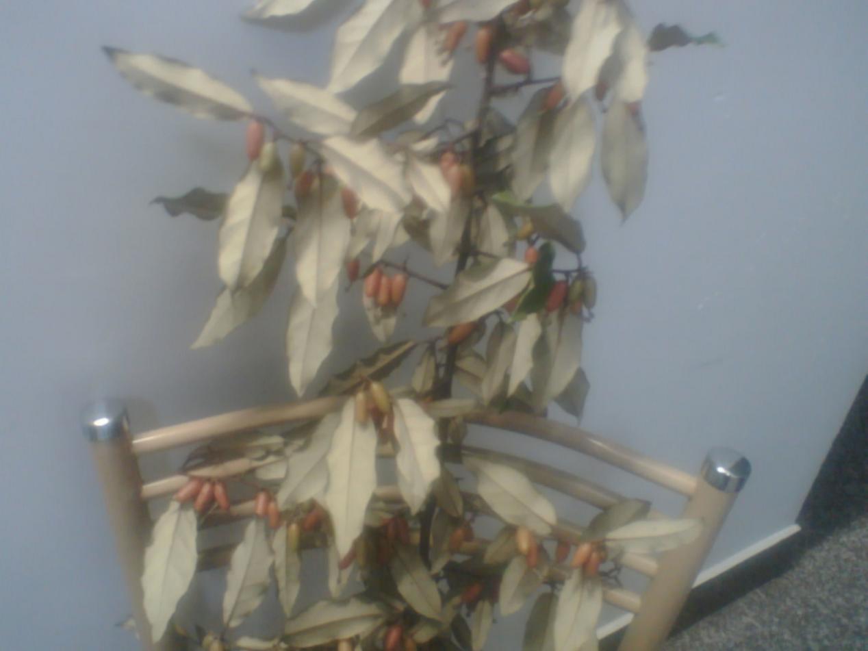 好东西，一般人不认识，也很少见到的野果！