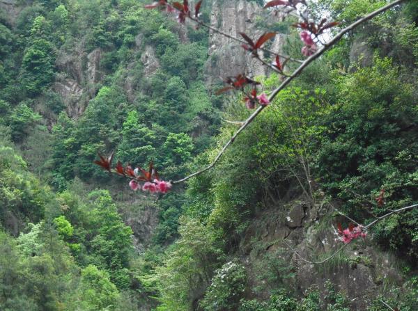 [天台驴友俱乐部]活动之-----走古道.赏油菜花.登莲花峰顶