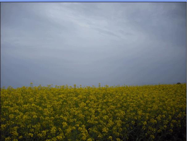 [天台驴友俱乐部]活动之-----走古道.赏油菜花.登莲花峰顶