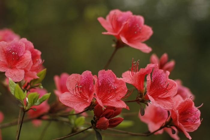 从龙皇堂到琼台仙谷〓一念心清静  莲花处处开