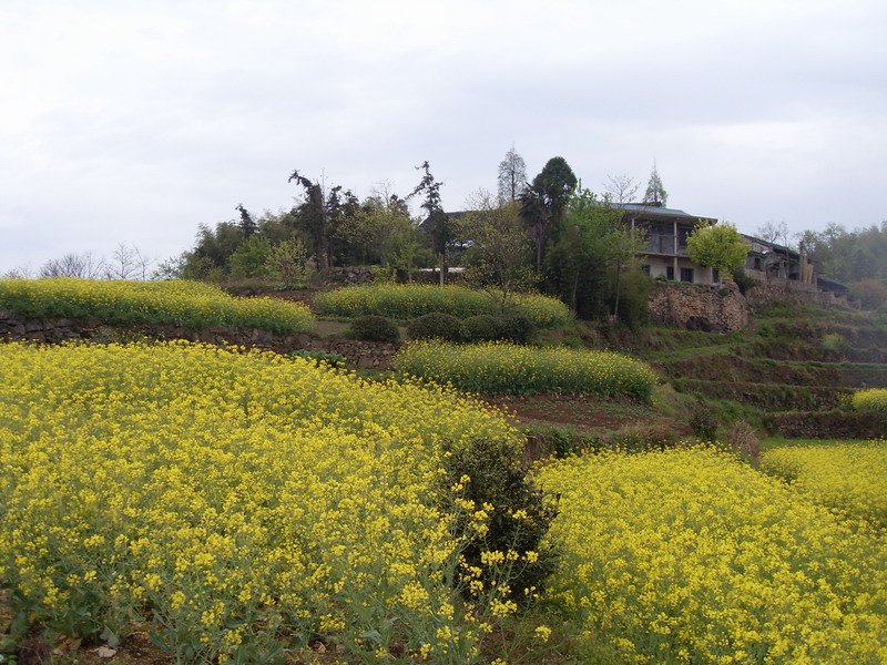 [天台驴友俱乐部]活动之-----走古道.赏油菜花.登莲花峰顶